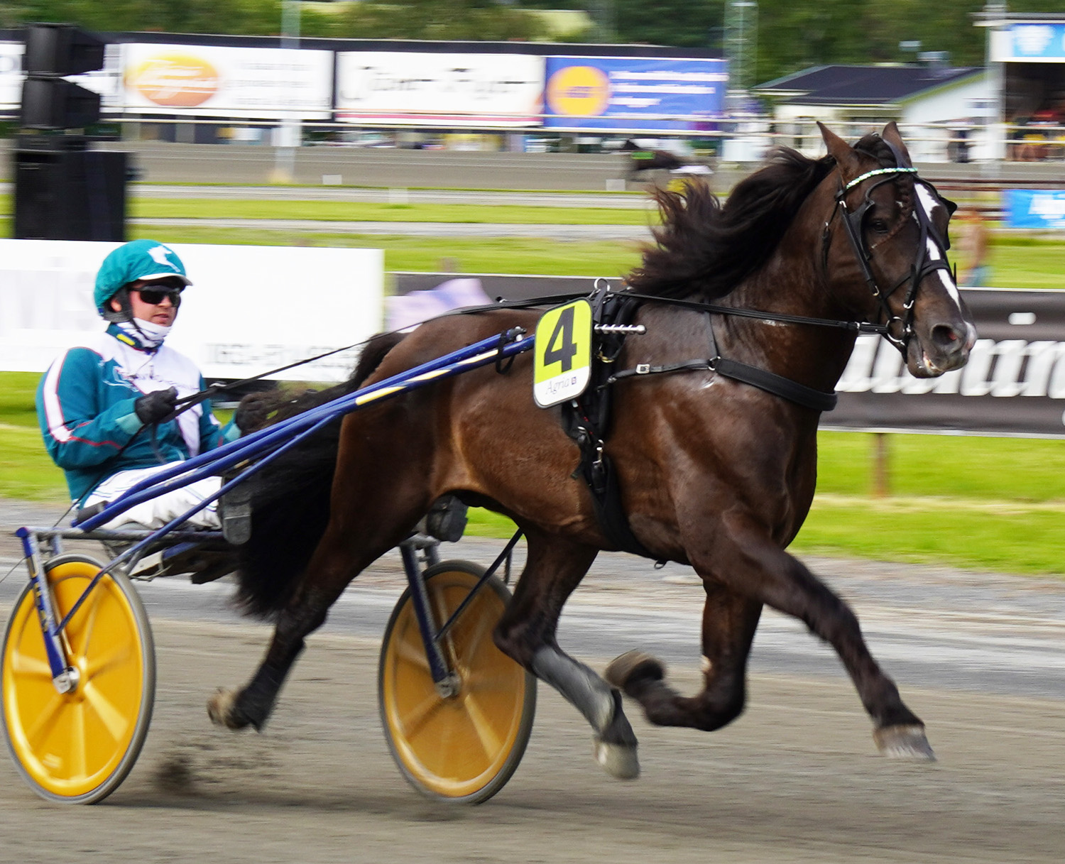 Granbarksborren 250809-2